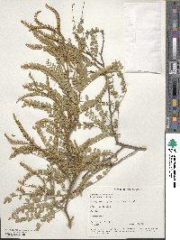 Sophora microphylla image