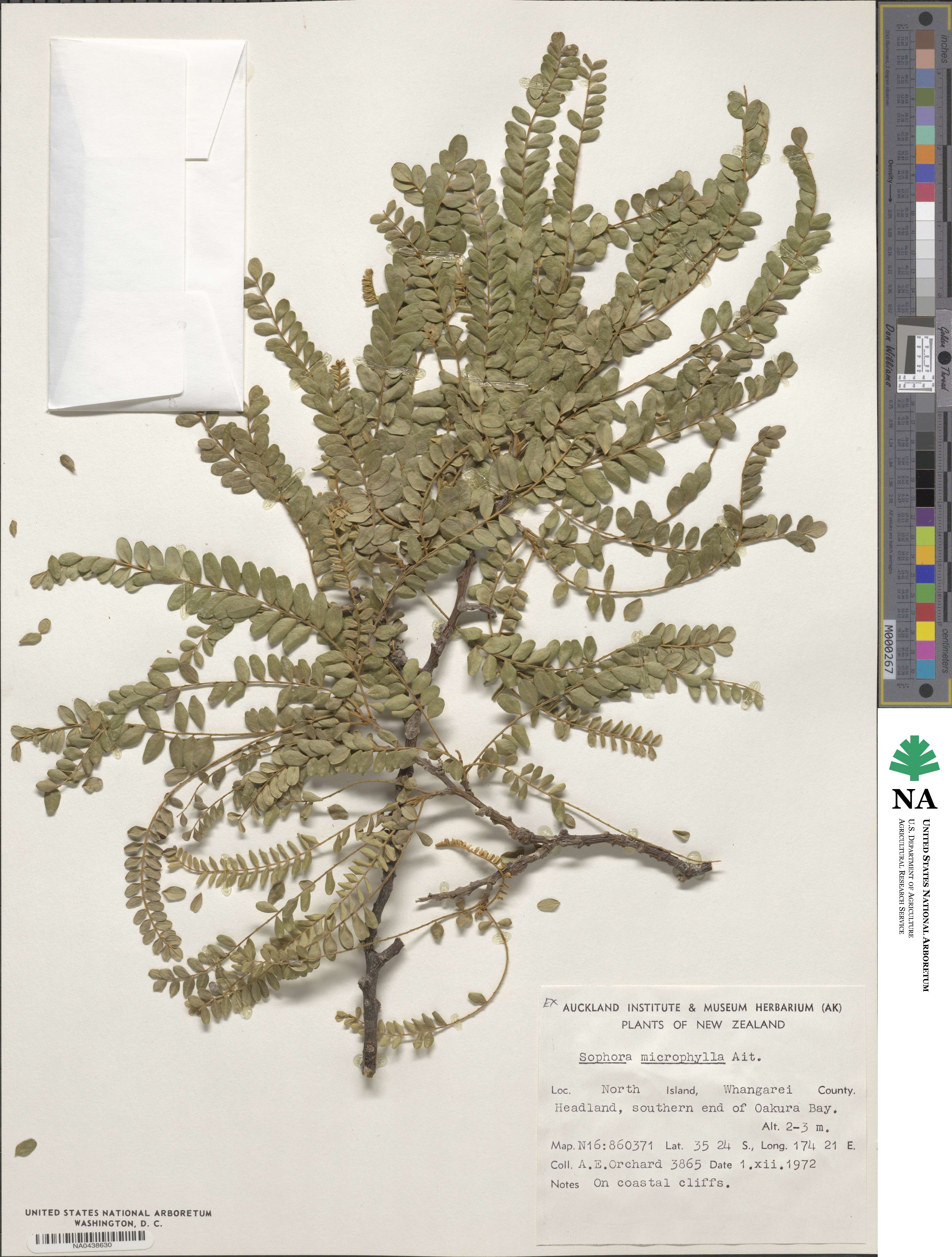Sophora microphylla image
