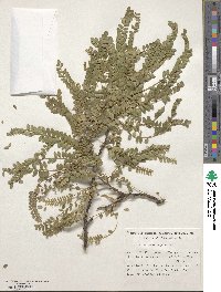 Sophora microphylla image