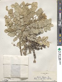 Sophora tomentosa image