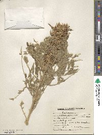 Image of Sophora alopecuroides