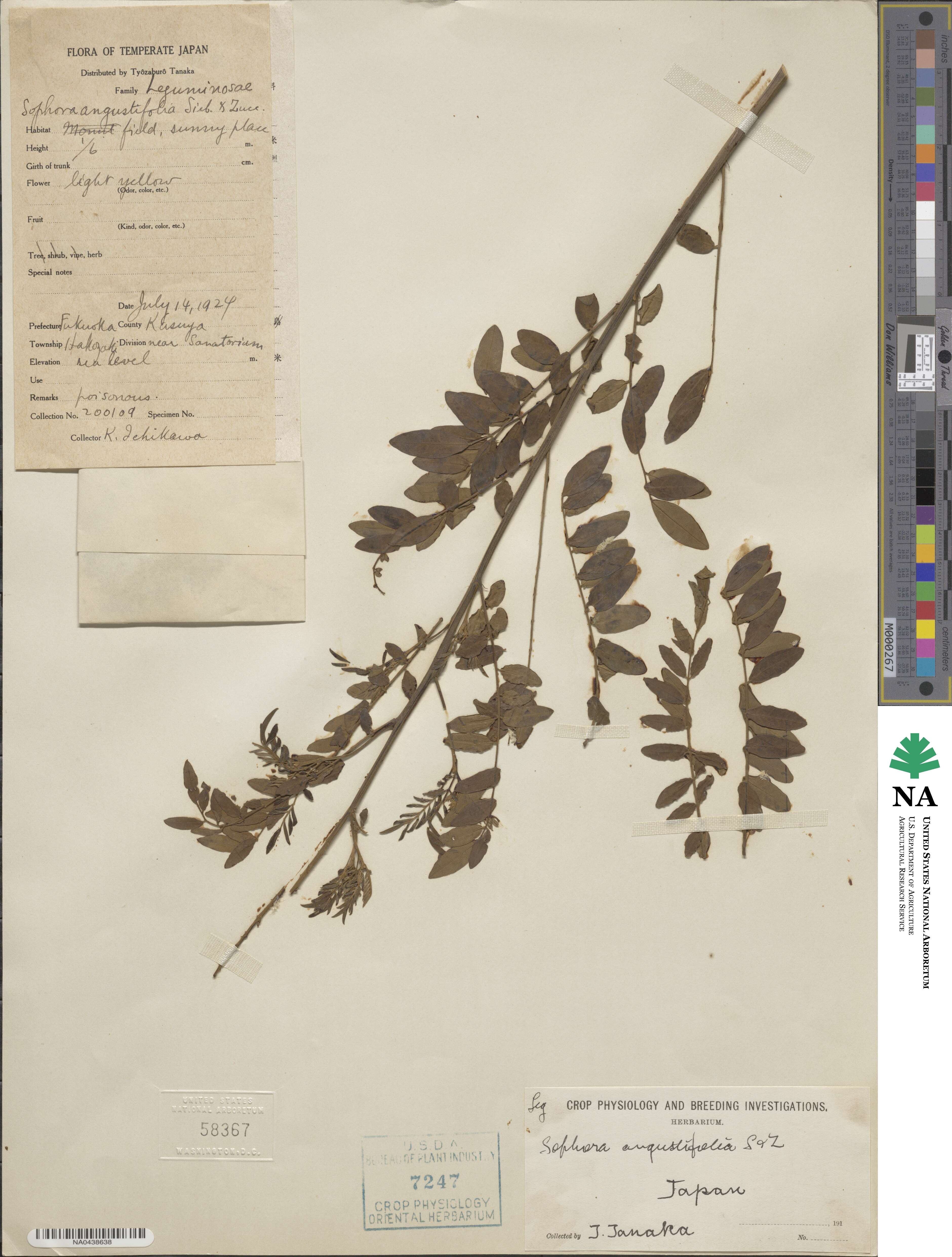 Sophora flavescens var. flavescens image