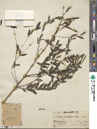 Sophora flavescens image