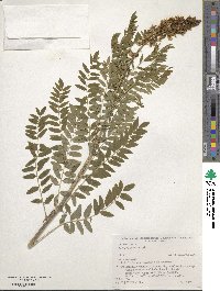 Sophora flavescens image