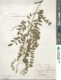 Sophora flavescens image