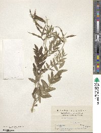 Sophora flavescens image