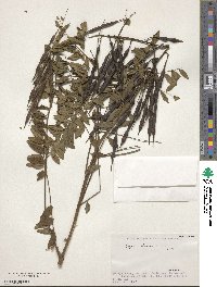 Sophora flavescens image