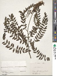 Sophora flavescens image