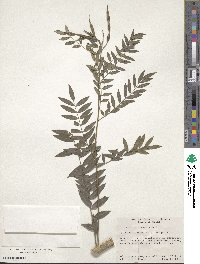 Sophora flavescens image