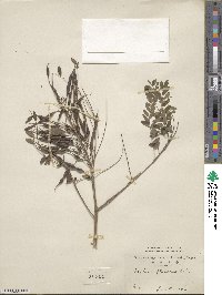 Sophora flavescens image