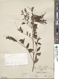 Sophora flavescens image