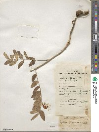 Sophora flavescens image