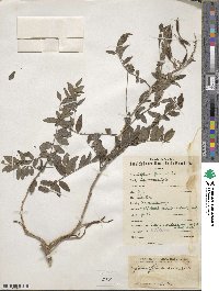 Sophora flavescens image