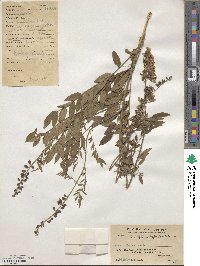 Sophora flavescens image