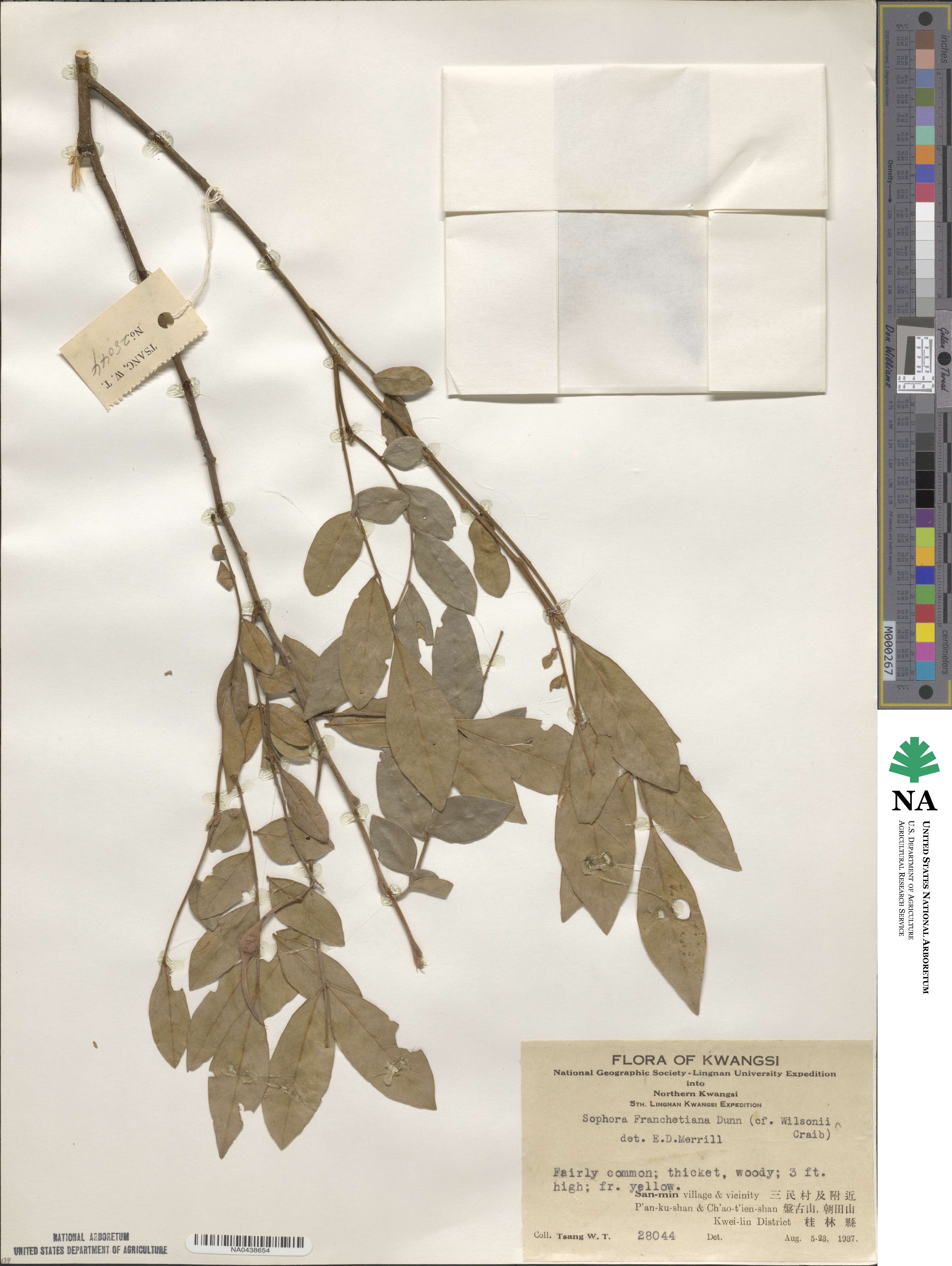 Sophora franchetiana image