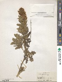 Sophora glauca image