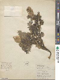 Sophora glauca image