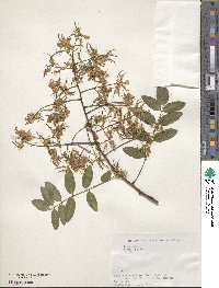 Styphnolobium japonicum image