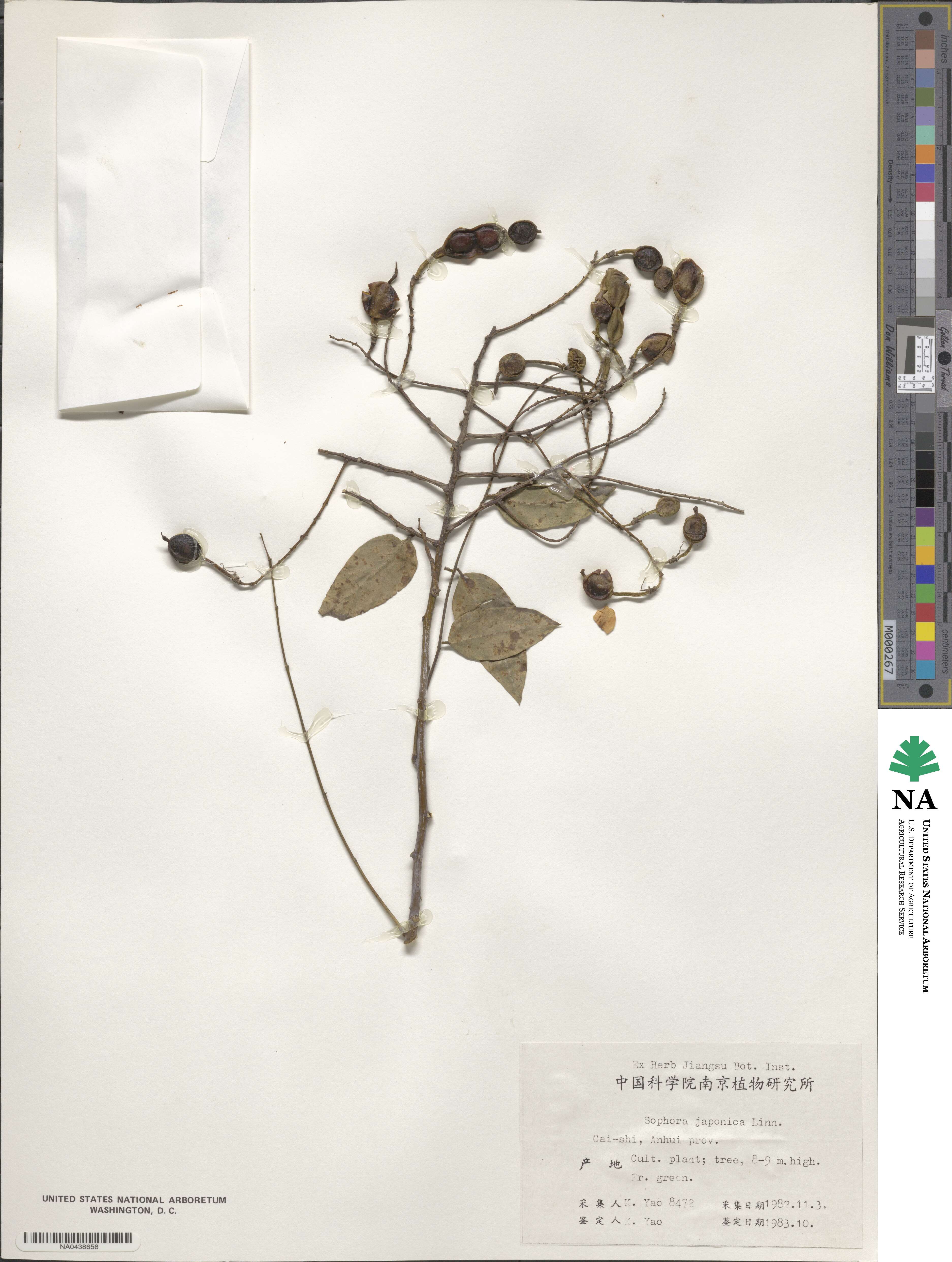 Styphnolobium japonicum image