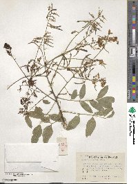 Styphnolobium japonicum image