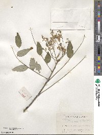 Styphnolobium japonicum image