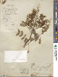 Styphnolobium japonicum image