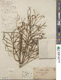 Styphnolobium japonicum image