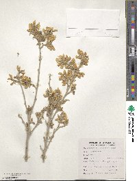 Sophora mollis image