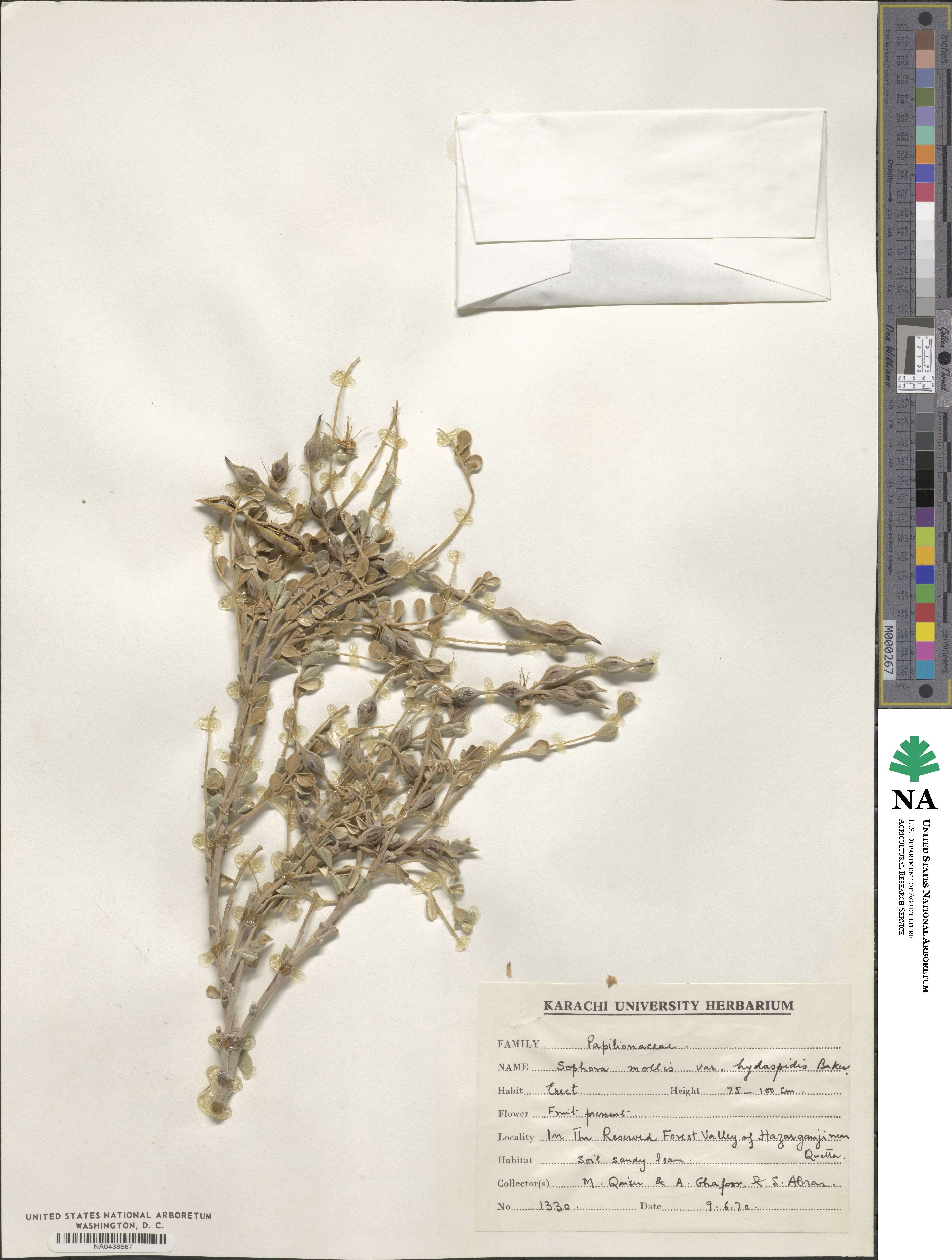 Sophora mollis image