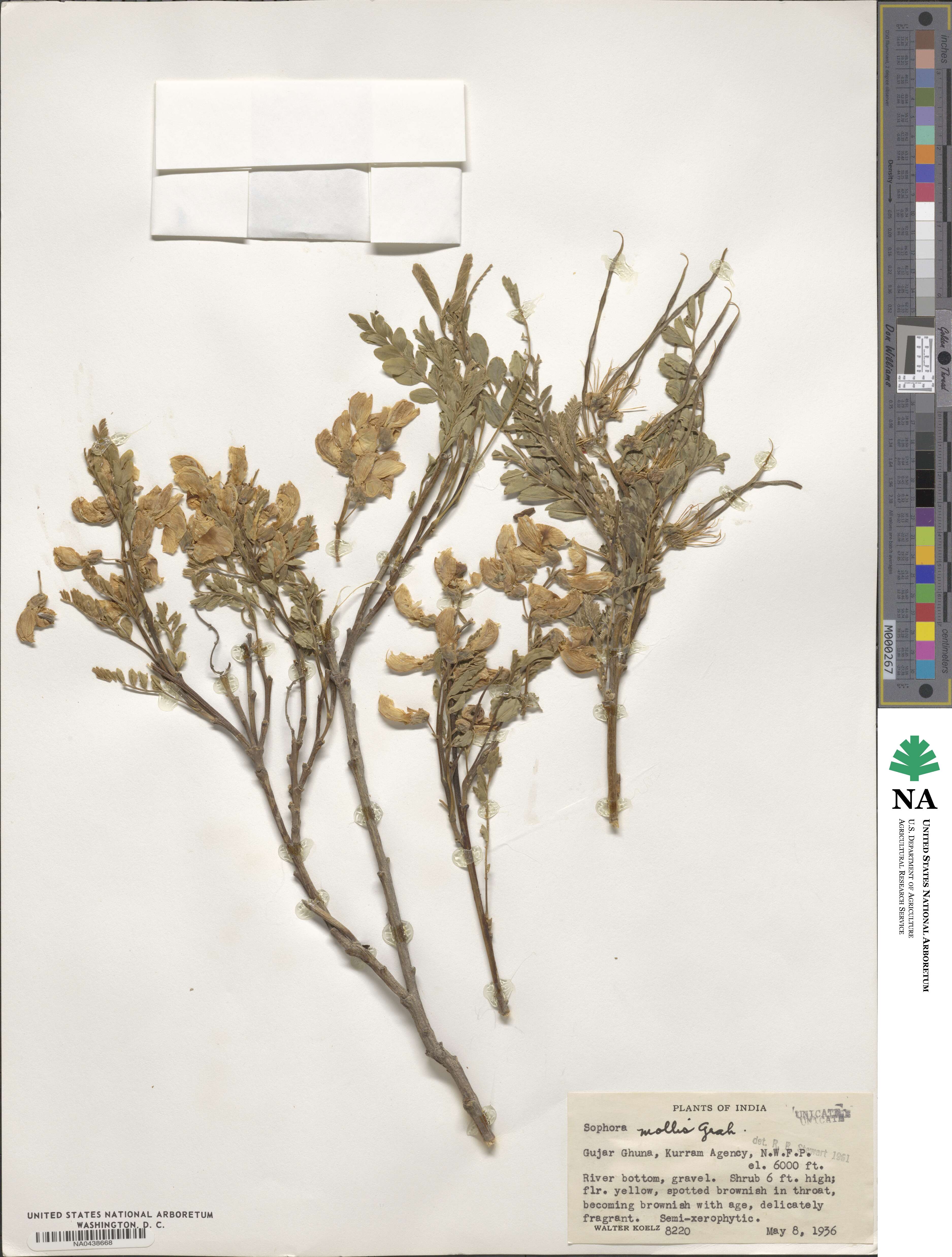 Sophora mollis image