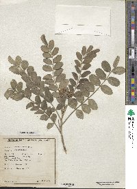 Sophora tomentosa image