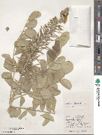 Sophora tomentosa image