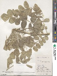 Sophora tomentosa image