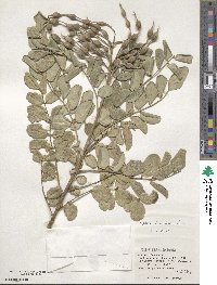 Sophora tomentosa image