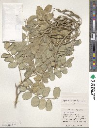 Sophora tomentosa image