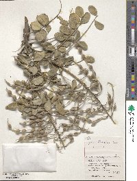 Sophora tomentosa image