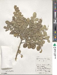 Sophora tomentosa image