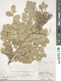 Sophora tomentosa image