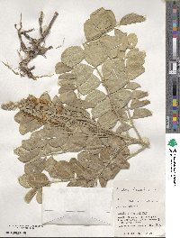 Sophora tomentosa image