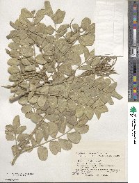 Sophora tomentosa image