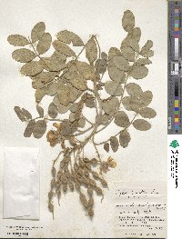 Sophora tomentosa image