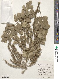 Sophora tomentosa image