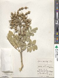 Sophora tomentosa image