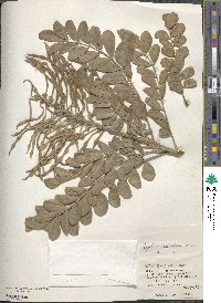 Sophora tomentosa image