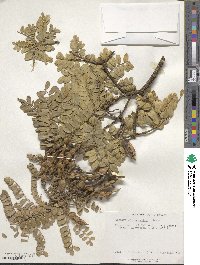 Sophora chrysophylla image