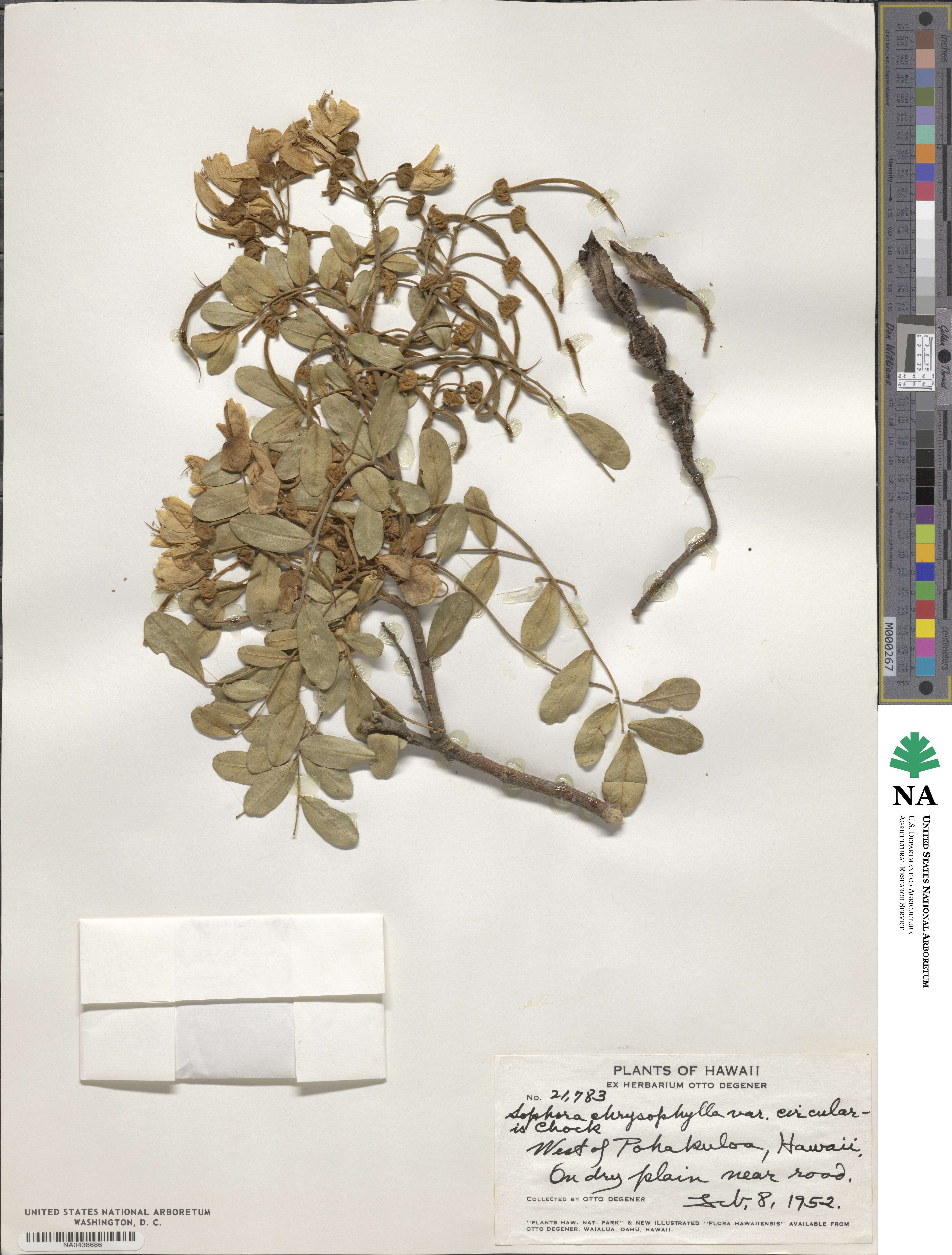 Sophora chrysophylla subsp. circularis image