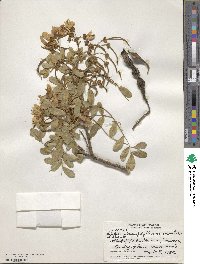 Sophora chrysophylla image