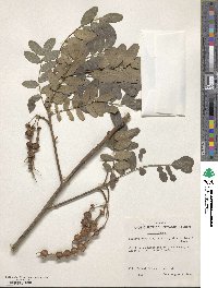 Sophora chrysophylla image