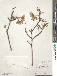 Sophora chrysophylla image