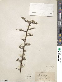 Sophora davidii image